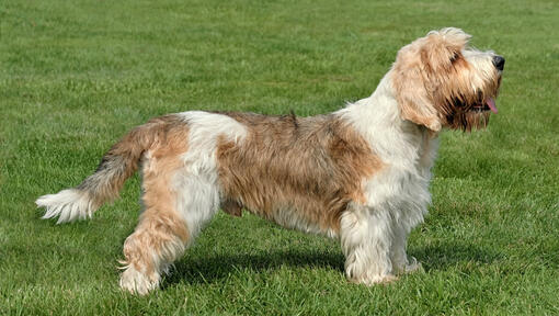 Petit basset store griffon vendeen temperament